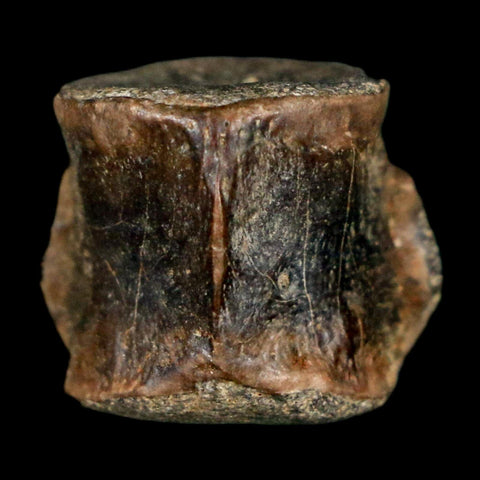 0.6" Champsosaurus Gigas Reptile Fossil Vertebrae Cretaceous Hell Creek FM MT COA