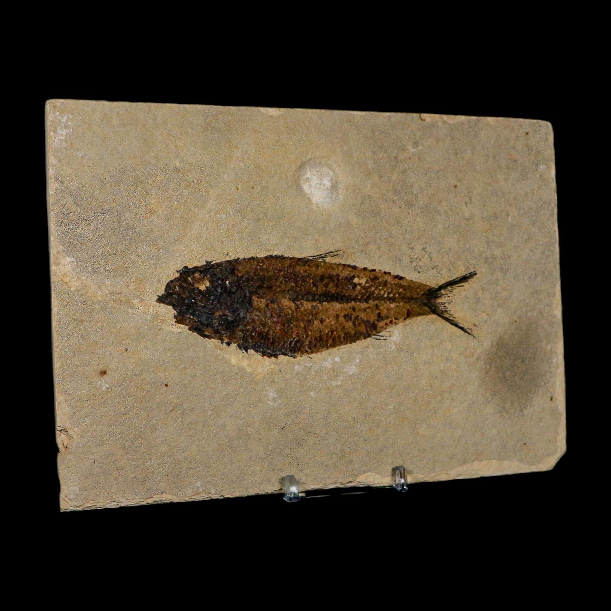 XL 4.6" Knightia Eocaena Fossil Fish Green River FM WY Eocene Age COA And Stand - Fossil Age Minerals