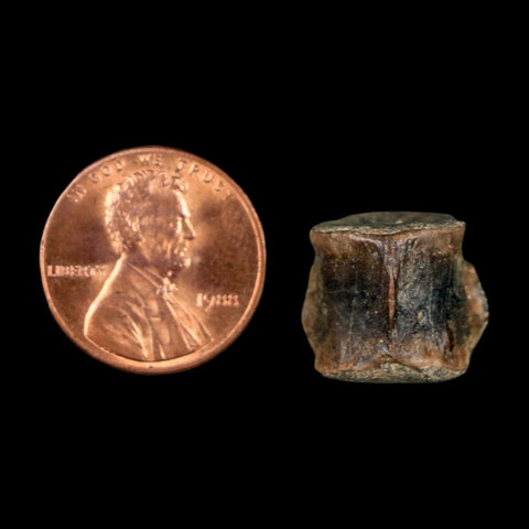0.6" Champsosaurus Gigas Reptile Fossil Vertebrae Cretaceous Hell Creek FM MT COA