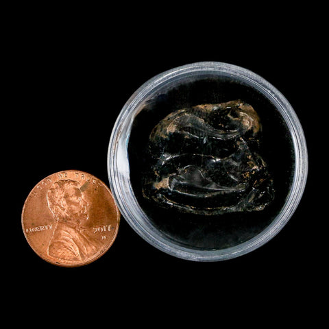 1" Tapir Tapirus Veroensis Fossil Tooth Pleistocene Age Withlacoochee River FL Display - Fossil Age Minerals