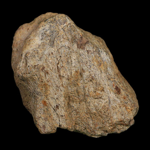 3.1" Triceratops Fossil Frill Blood Groves Hell Creek FM Cretaceous Dinosaur MT COA Stand - Fossil Age Minerals