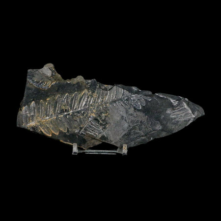 5.9" Alethopteris Fern Plant Leaf Fossil Carboniferous Age Llewellyn FM ST Clair, PA