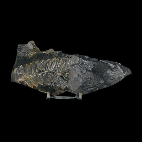 5.9" Alethopteris Fern Plant Leaf Fossil Carboniferous Age Llewellyn FM ST Clair, PA - Fossil Age Minerals