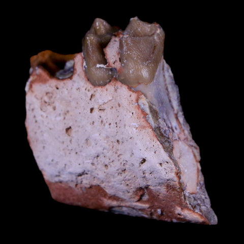 1.2" Oreodont Merycoidodon Fossil Jaw Tooth Bone Oligocene Age Badlands SD COA - Fossil Age Minerals