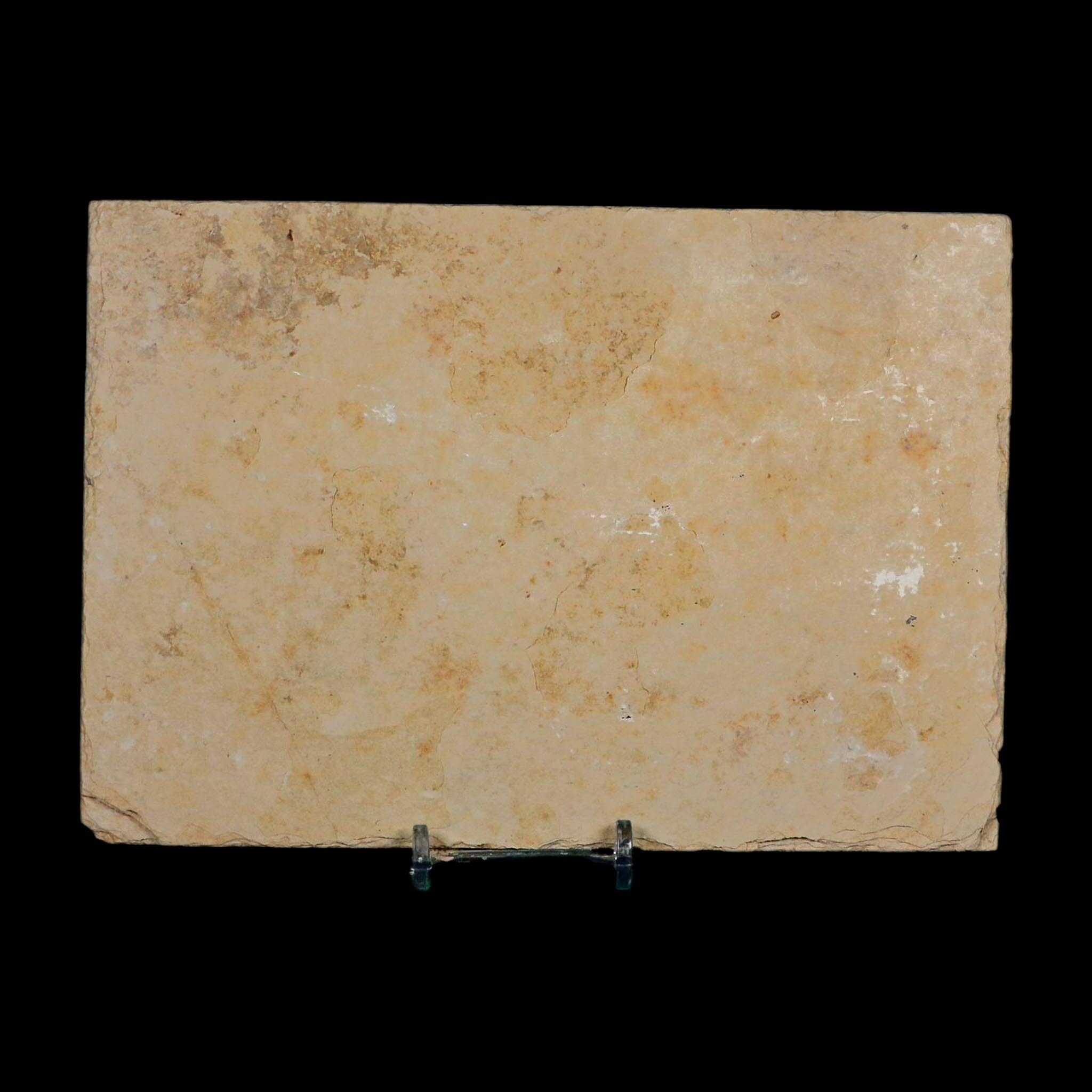XL 4.6" Knightia Eocaena Fossil Fish Green River FM WY Eocene Age COA And Stand - Fossil Age Minerals