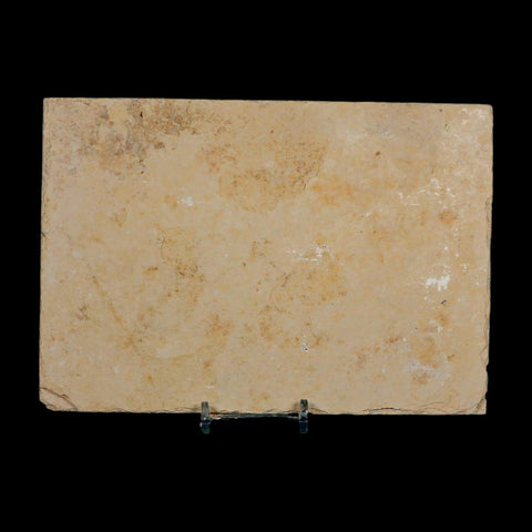 XL 4.6" Knightia Eocaena Fossil Fish Green River FM WY Eocene Age COA And Stand