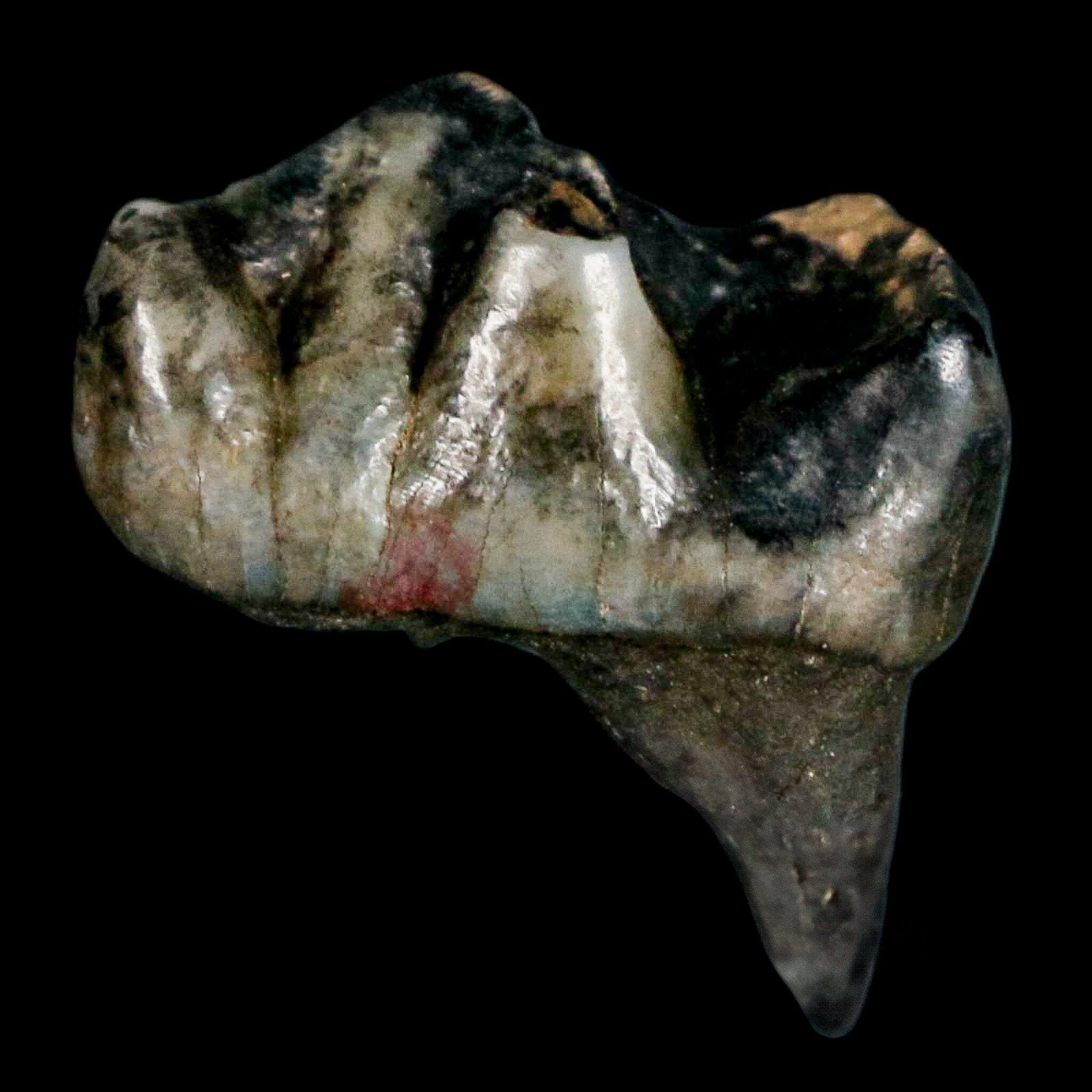 0.9" Tapir Tapirus Veroensis Fossil Tooth Pleistocene Age Withlacoochee River FL Display - Fossil Age Minerals