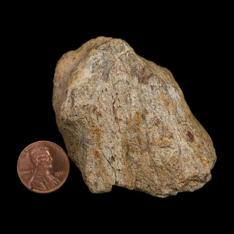 3.1" Triceratops Fossil Frill Blood Groves Hell Creek FM Cretaceous Dinosaur MT COA Stand - Fossil Age Minerals
