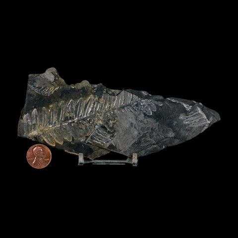 5.9" Alethopteris Fern Plant Leaf Fossil Carboniferous Age Llewellyn FM ST Clair, PA - Fossil Age Minerals