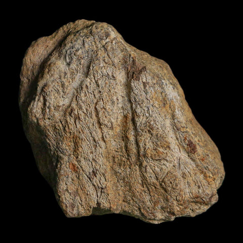 3.1" Triceratops Fossil Frill Blood Groves Hell Creek FM Cretaceous Dinosaur MT COA Stand - Fossil Age Minerals