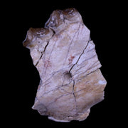 1.6" Oreodont Merycoidodon Fossil Jaw Tooth Bone Oligocene Age Badlands SD COA