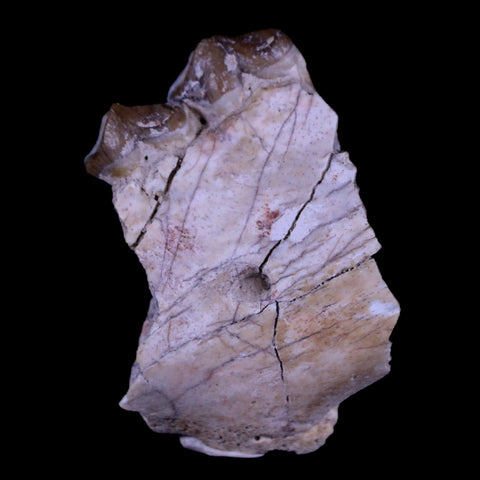 1.6" Oreodont Merycoidodon Fossil Jaw Tooth Bone Oligocene Age Badlands SD COA - Fossil Age Minerals