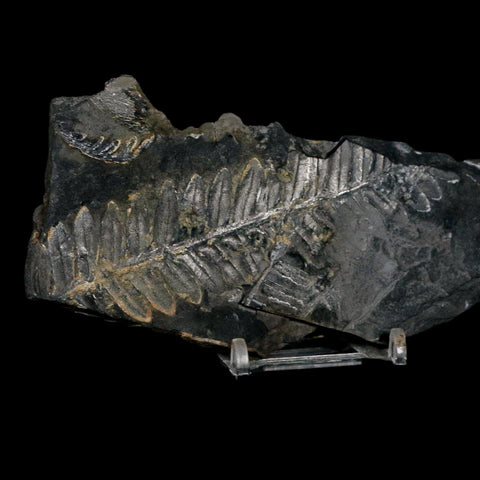 5.9" Alethopteris Fern Plant Leaf Fossil Carboniferous Age Llewellyn FM ST Clair, PA - Fossil Age Minerals