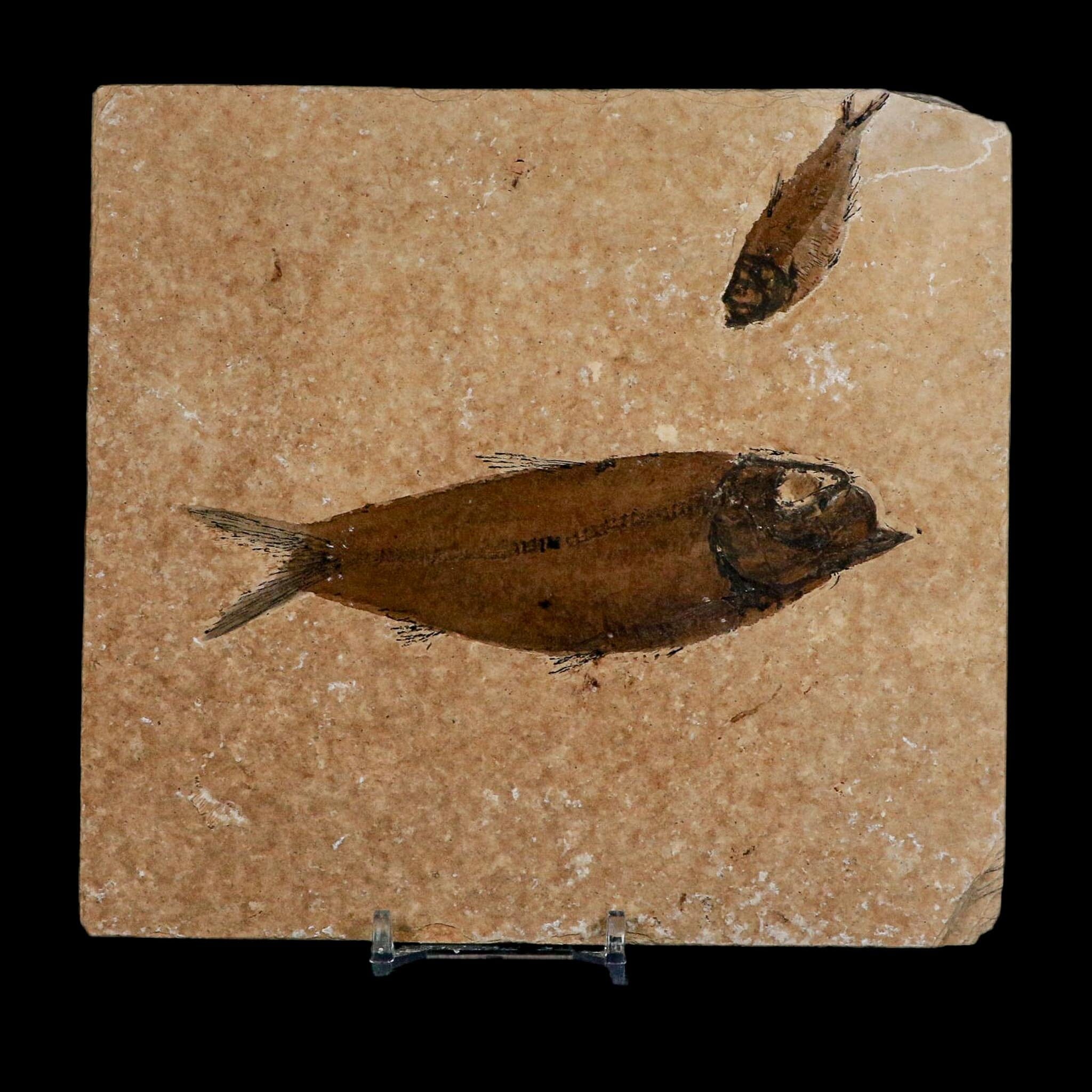 Diplomystus Dentatus And Knightia Fossil Fish Green River FM Wyoming COA, Stand - Fossil Age Minerals