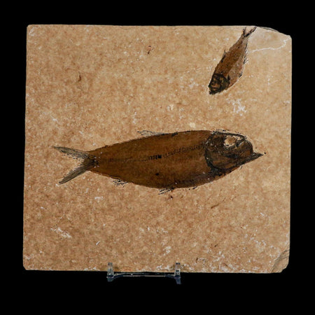 Diplomystus Dentatus And Knightia Fossil Fish Green River FM Wyoming COA, Stand
