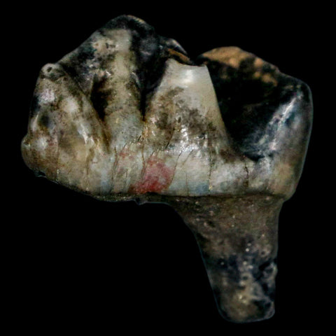 0.9" Tapir Tapirus Veroensis Fossil Tooth Pleistocene Age Withlacoochee River FL Display - Fossil Age Minerals