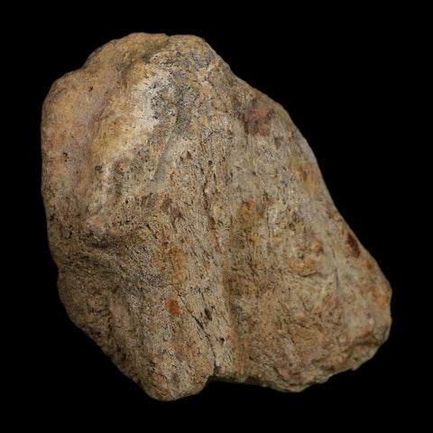3.1" Triceratops Fossil Frill Blood Groves Hell Creek FM Cretaceous Dinosaur MT COA Stand - Fossil Age Minerals