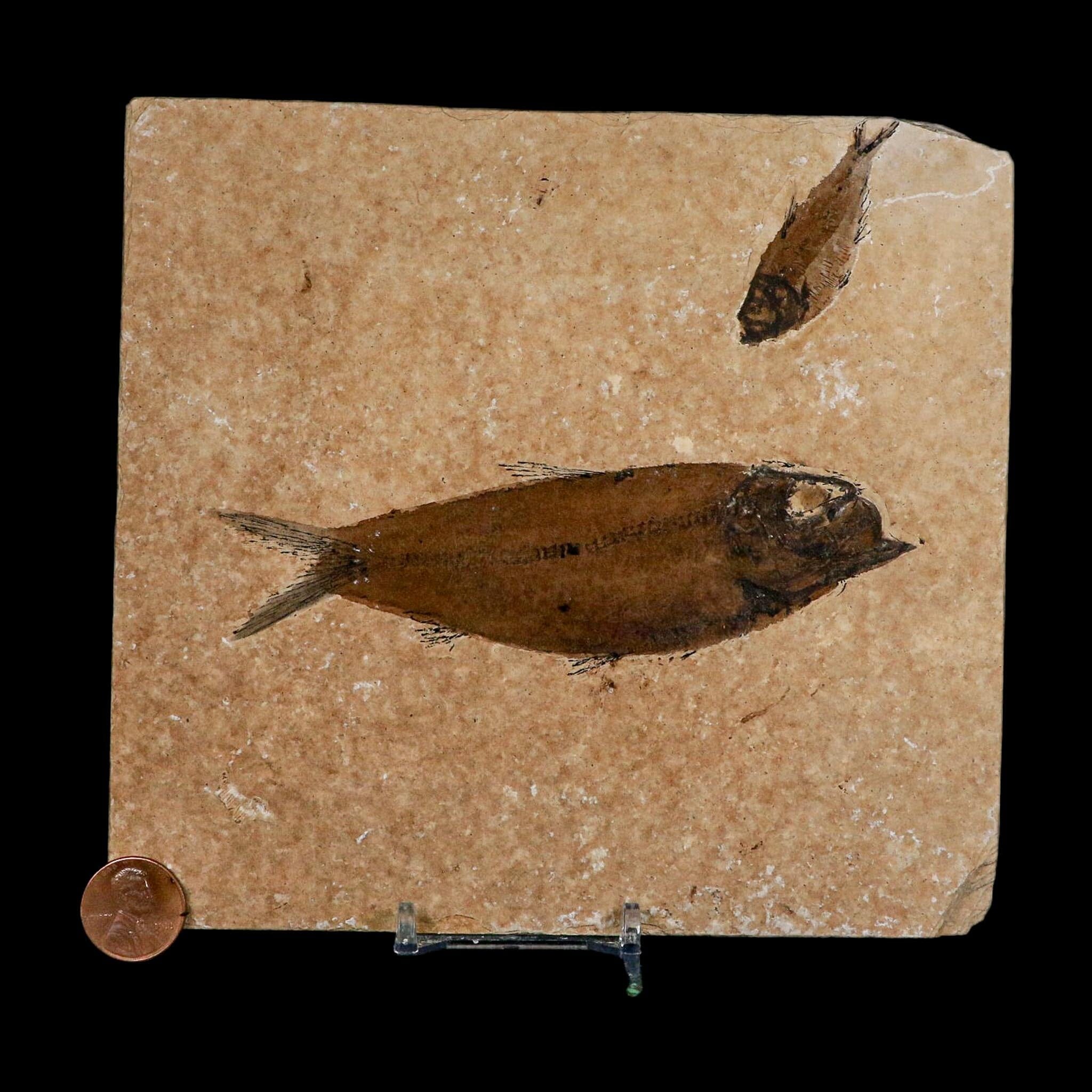 Diplomystus Dentatus And Knightia Fossil Fish Green River FM Wyoming COA, Stand - Fossil Age Minerals