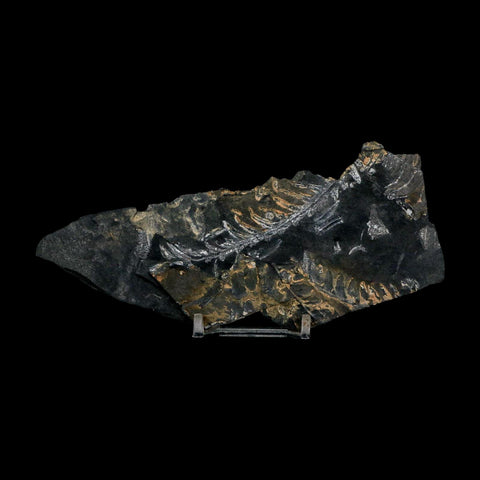 5.9" Alethopteris Fern Plant Leaf Fossil Carboniferous Age Llewellyn FM ST Clair, PA - Fossil Age Minerals