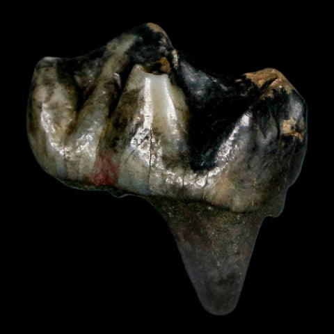 0.9" Tapir Tapirus Veroensis Fossil Tooth Pleistocene Age Withlacoochee River FL Display - Fossil Age Minerals