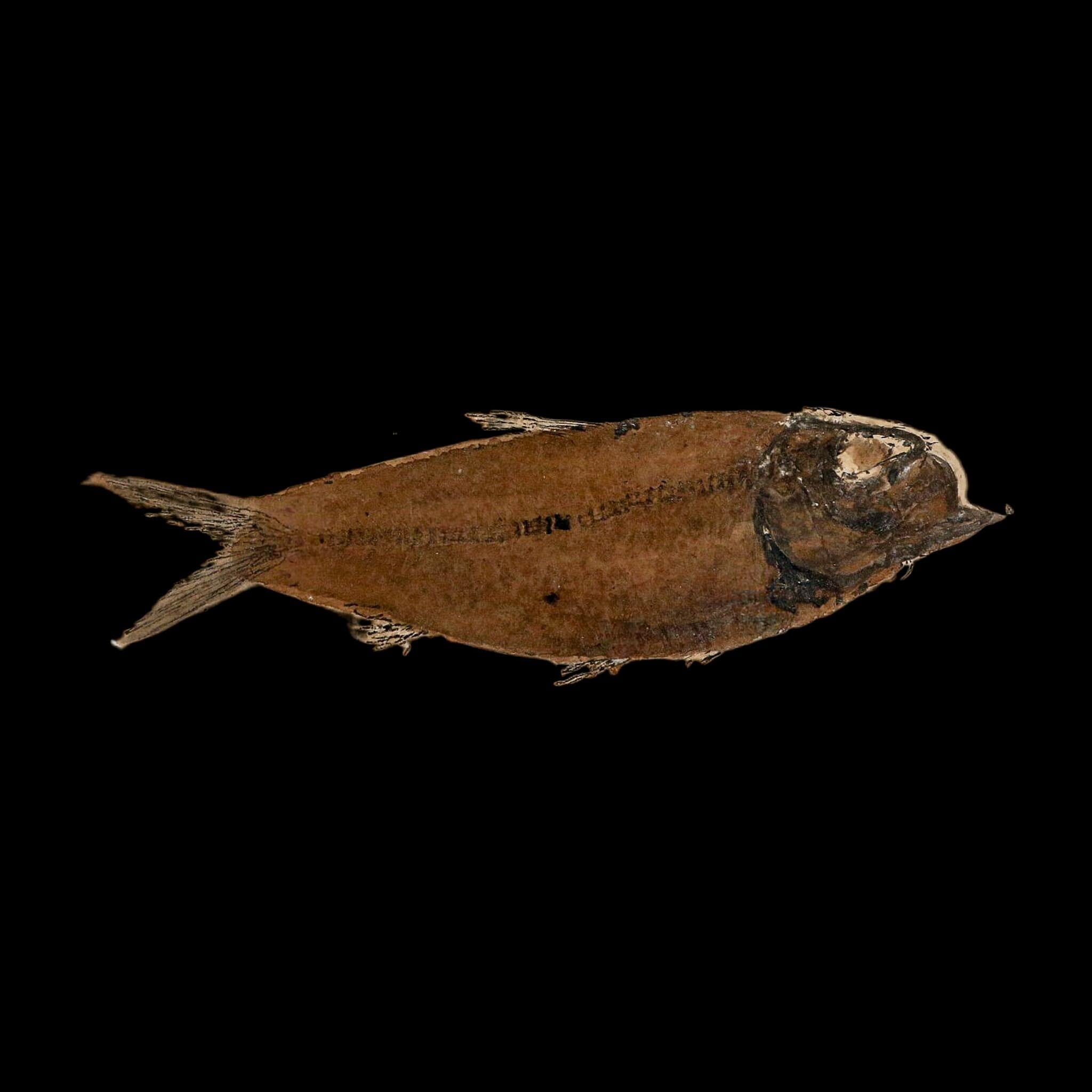 Diplomystus Dentatus And Knightia Fossil Fish Green River FM Wyoming COA, Stand - Fossil Age Minerals