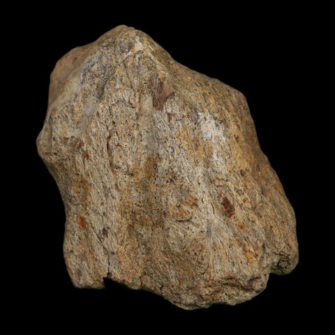 3.1" Triceratops Fossil Frill Blood Groves Hell Creek FM Cretaceous Dinosaur MT COA Stand - Fossil Age Minerals