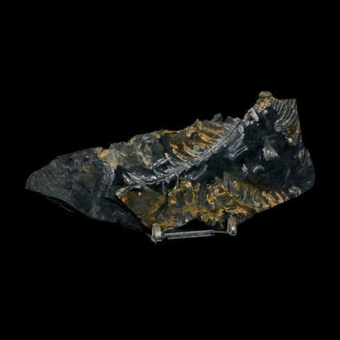 5.9" Alethopteris Fern Plant Leaf Fossil Carboniferous Age Llewellyn FM ST Clair, PA - Fossil Age Minerals