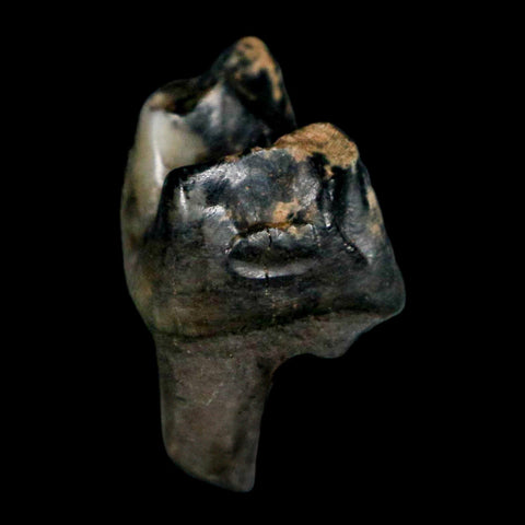 0.9" Tapir Tapirus Veroensis Fossil Tooth Pleistocene Age Withlacoochee River FL Display - Fossil Age Minerals
