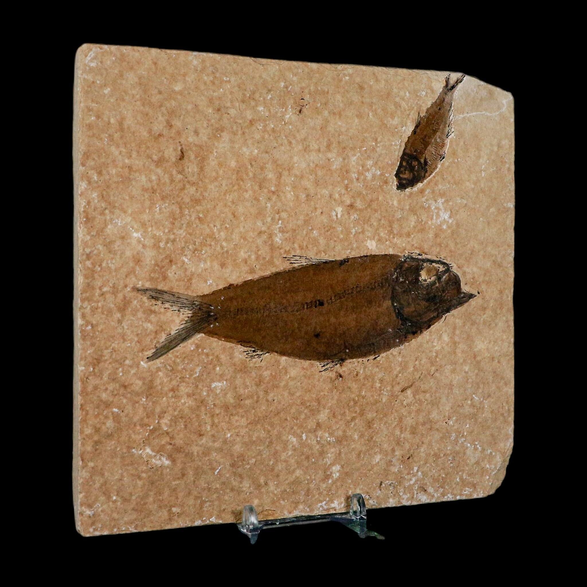 Diplomystus Dentatus And Knightia Fossil Fish Green River FM Wyoming COA, Stand - Fossil Age Minerals