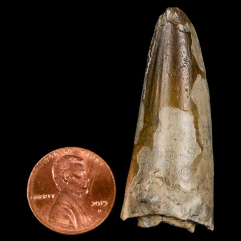 1.9" Sarcosuchus Imperator Crocodile Fossil Tooth Elrhaz FM Cretaceous Niger COA - Fossil Age Minerals