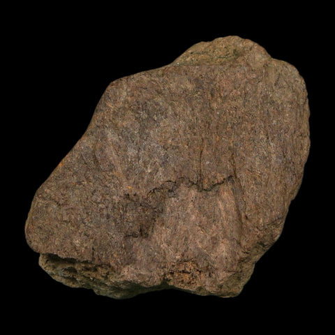 3.1" Triceratops Fossil Frill Blood Groves Hell Creek FM Cretaceous Dinosaur MT COA Stand - Fossil Age Minerals