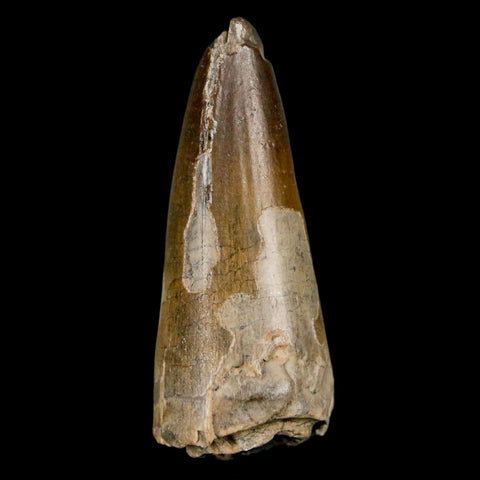 1.9" Sarcosuchus Imperator Crocodile Fossil Tooth Elrhaz FM Cretaceous Niger COA - Fossil Age Minerals