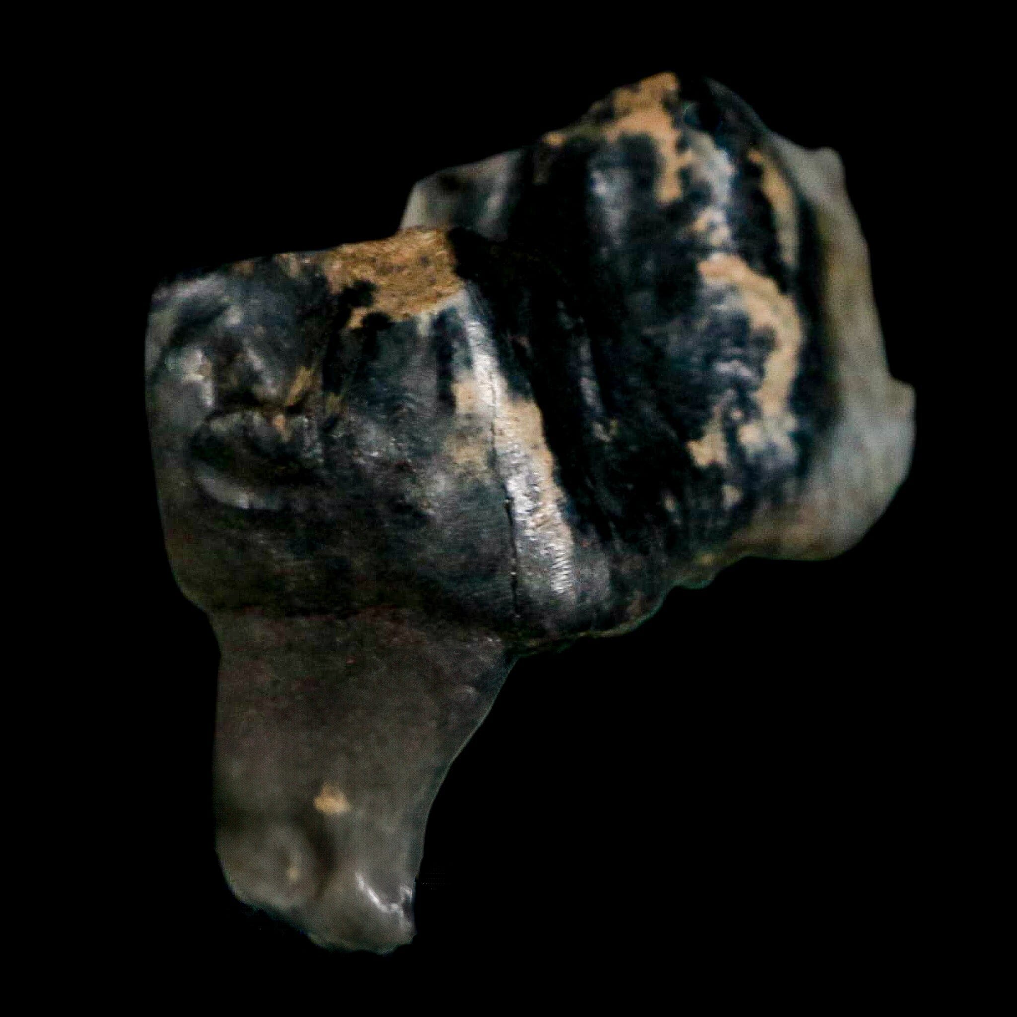 0.9" Tapir Tapirus Veroensis Fossil Tooth Pleistocene Age Withlacoochee River FL Display - Fossil Age Minerals