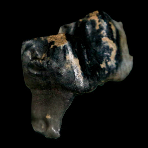 0.9" Tapir Tapirus Veroensis Fossil Tooth Pleistocene Age Withlacoochee River FL Display - Fossil Age Minerals