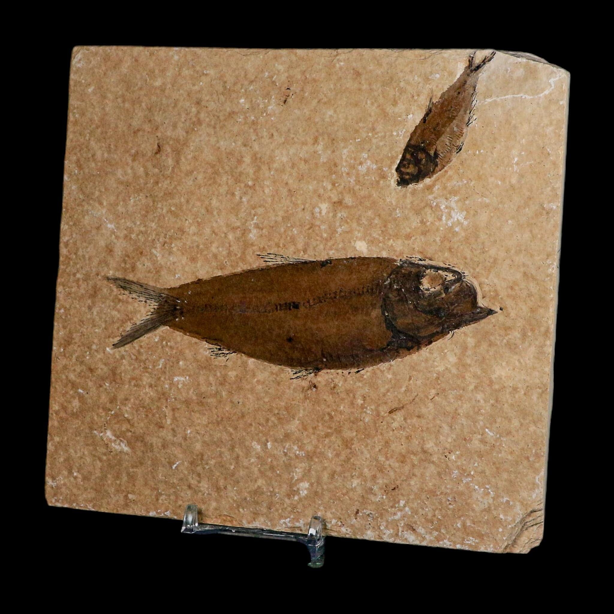 Diplomystus Dentatus And Knightia Fossil Fish Green River FM Wyoming COA, Stand - Fossil Age Minerals