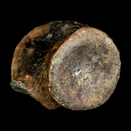0.6" Champsosaurus Gigas Reptile Fossil Vertebrae Cretaceous Hell Creek FM MT COA