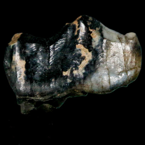 0.9" Tapir Tapirus Veroensis Fossil Tooth Pleistocene Age Withlacoochee River FL Display - Fossil Age Minerals