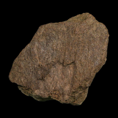 3.1" Triceratops Fossil Frill Blood Groves Hell Creek FM Cretaceous Dinosaur MT COA Stand - Fossil Age Minerals