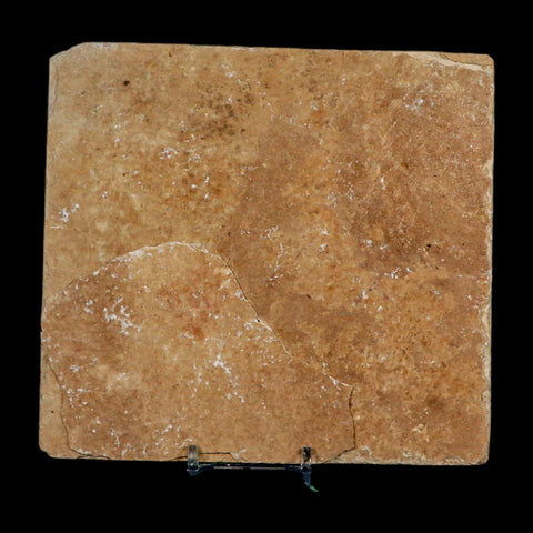 Diplomystus Dentatus And Knightia Fossil Fish Green River FM Wyoming COA, Stand