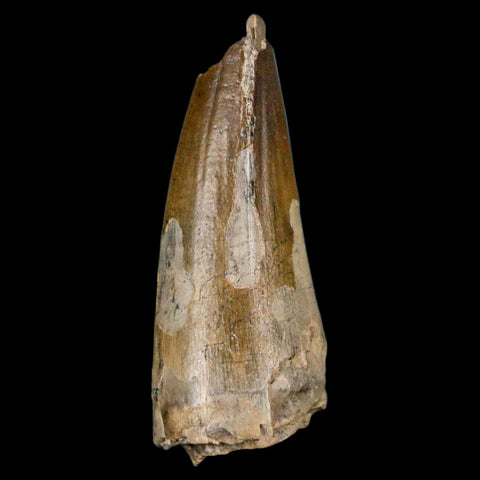 1.9" Sarcosuchus Imperator Crocodile Fossil Tooth Elrhaz FM Cretaceous Niger COA - Fossil Age Minerals
