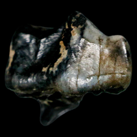 0.9" Tapir Tapirus Veroensis Fossil Tooth Pleistocene Age Withlacoochee River FL Display - Fossil Age Minerals