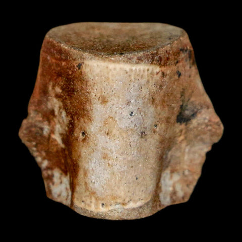 0.5" Champsosaurus Gigas Reptile Fossil Vertebrae Cretaceous Hell Creek FM MT COA