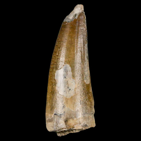 1.9" Sarcosuchus Imperator Crocodile Fossil Tooth Elrhaz FM Cretaceous Niger COA - Fossil Age Minerals