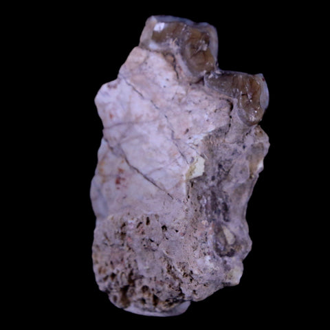 1.6" Oreodont Merycoidodon Fossil Jaw Tooth Bone Oligocene Age Badlands SD COA - Fossil Age Minerals
