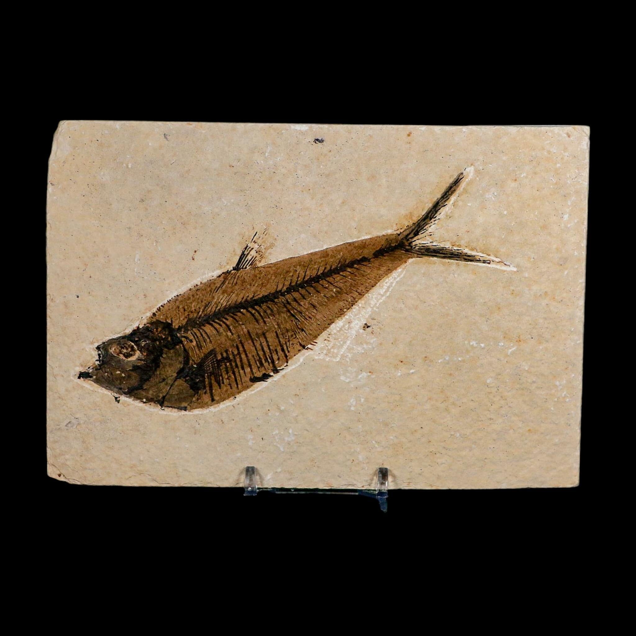 XL 5.2" Diplomystus Dentatus Fossil Fish Green River FM WY Eocene Age COA, Stand - Fossil Age Minerals