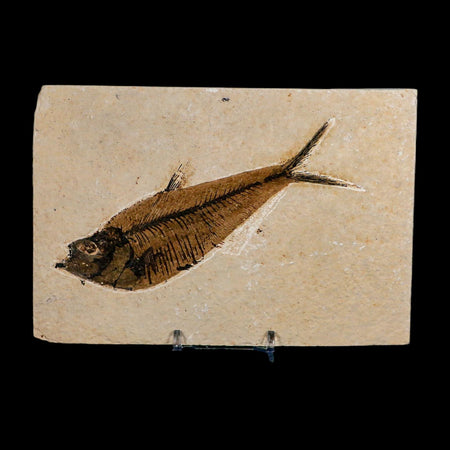 XL 5.2" Diplomystus Dentatus Fossil Fish Green River FM WY Eocene Age COA, Stand