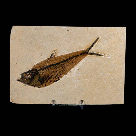 XL 5.2" Diplomystus Dentatus Fossil Fish Green River FM WY Eocene Age COA, Stand