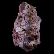 1.3" Oreodont Merycoidodon Fossil Jaw Tooth Bone Oligocene Age Badlands SD COA