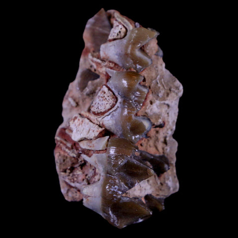 1.3" Oreodont Merycoidodon Fossil Jaw Tooth Bone Oligocene Age Badlands SD COA - Fossil Age Minerals