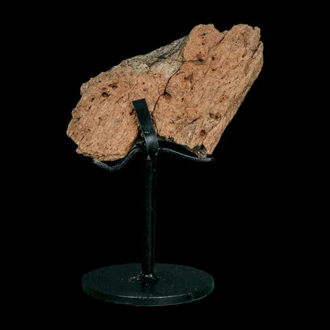 3.3" Triceratops Fossil Frill Blood Groves Hell Creek FM Cretaceous Dinosaur MT COA Stand - Fossil Age Minerals